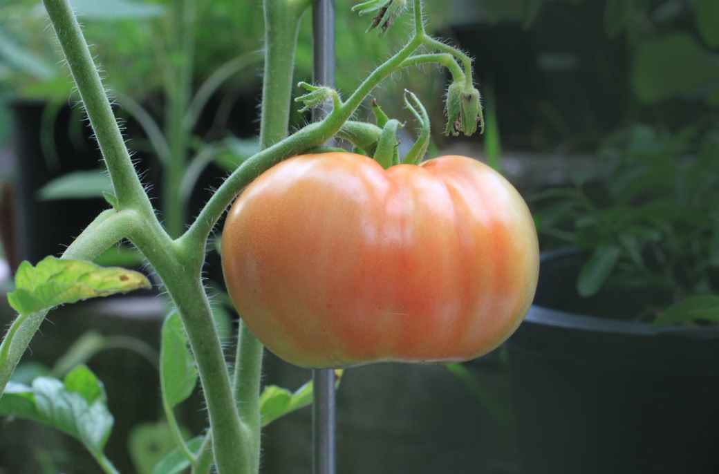 orange tomato