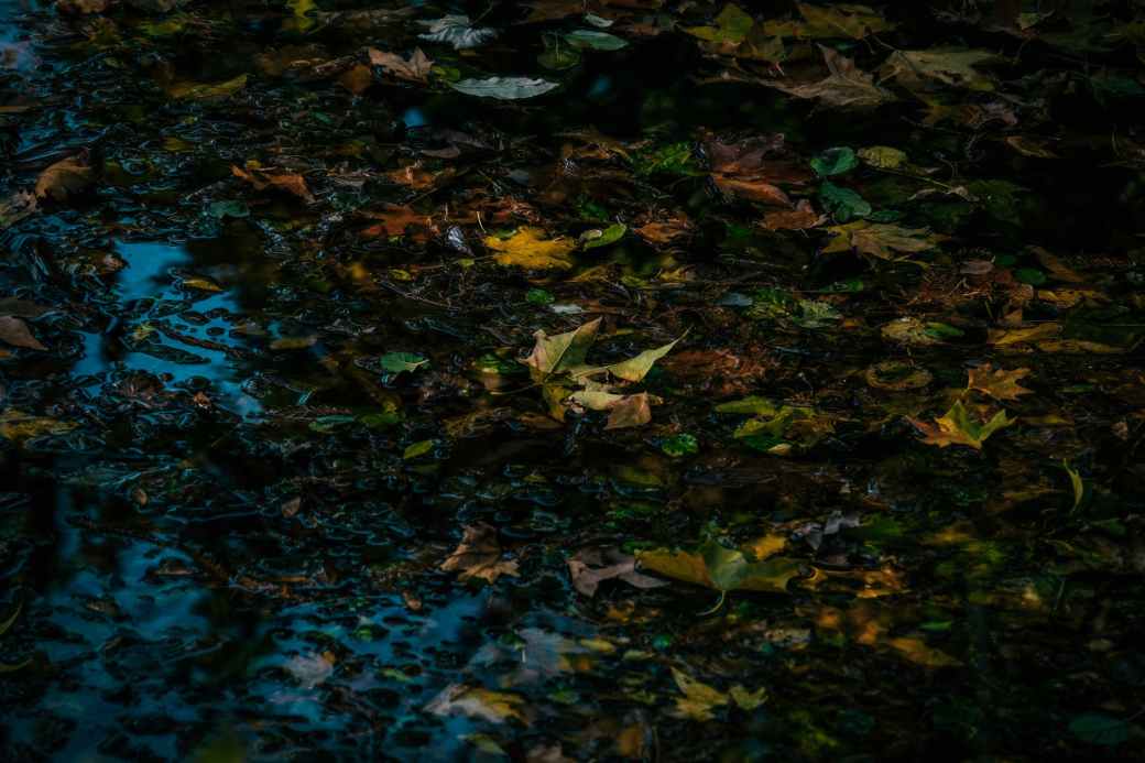 green maple leaves on river