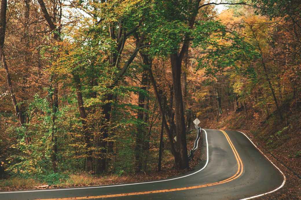 gray concrete roadway beside green and brown leafed trees