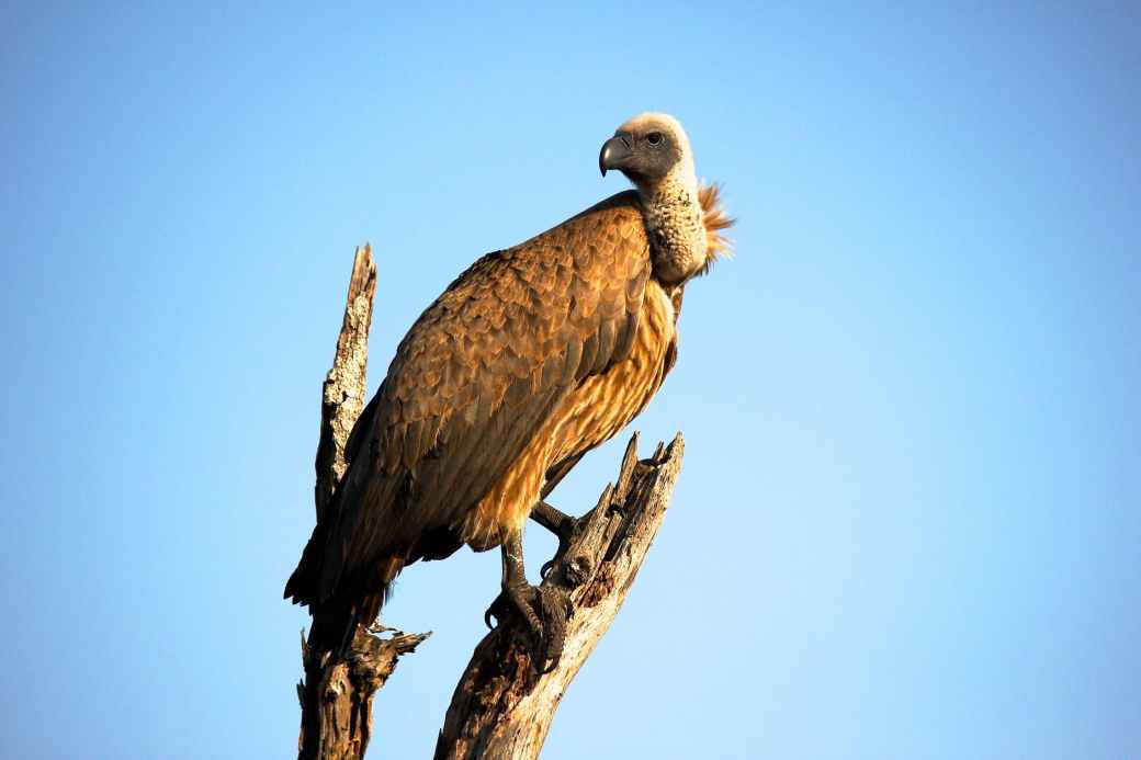 close up photography of brown vulture