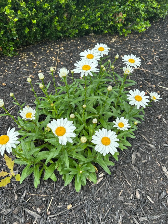 A close-up view of white daisies with yellow centers growing in a garden, surrounded by dark mulch and green foliage.