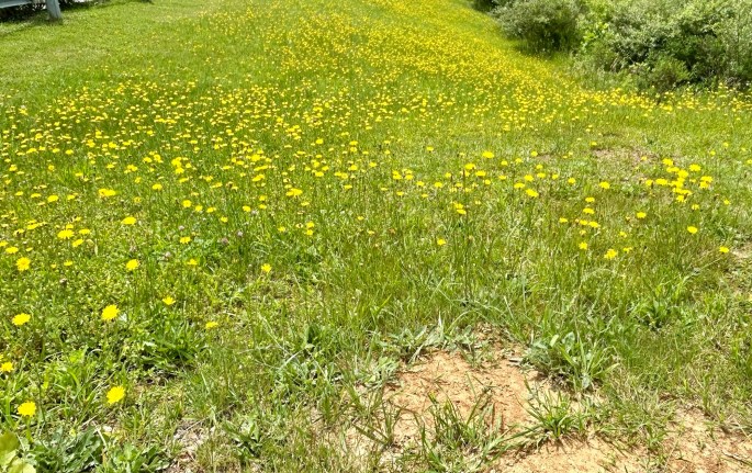 A vibrant field of bright yellow wildflowers blooming in a grassy area.