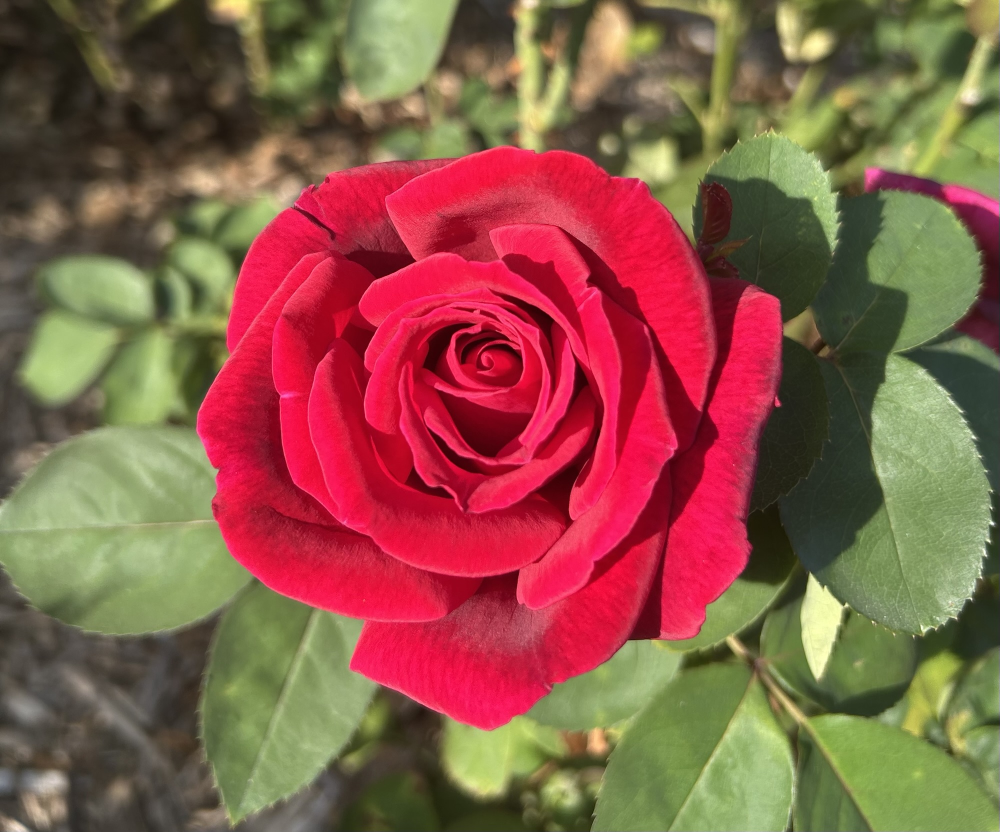 A close-up of a vibrant red rose in full bloom, surrounded by green leaves, capturing the beauty and intricate details of the petals.