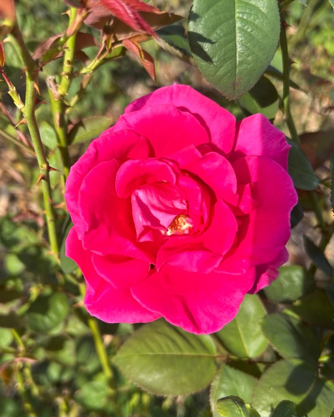 A close-up of a vibrant pink rose surrounded by green foliage, showcasing its full bloom and delicate petals.