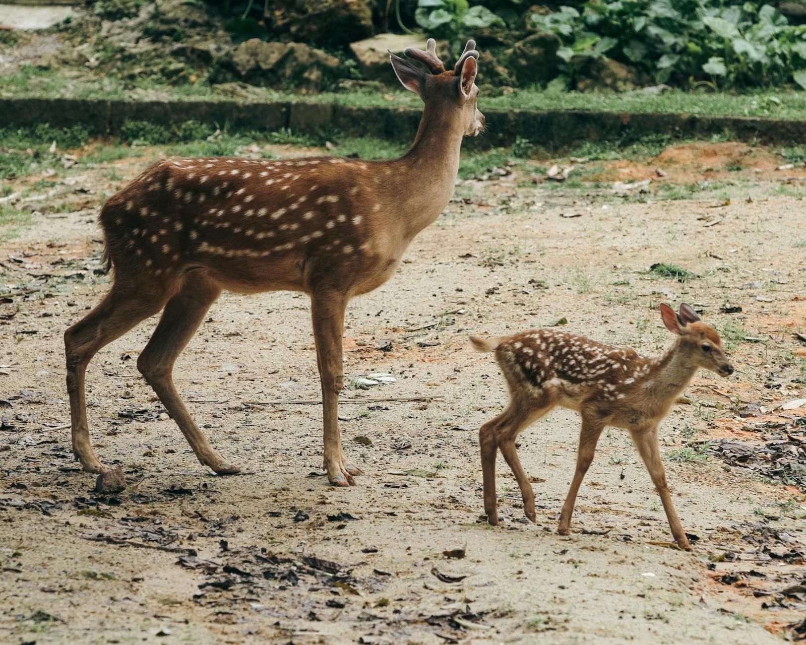 A doe and her fawn walking together along a sandy path, surrounded by vegetation.