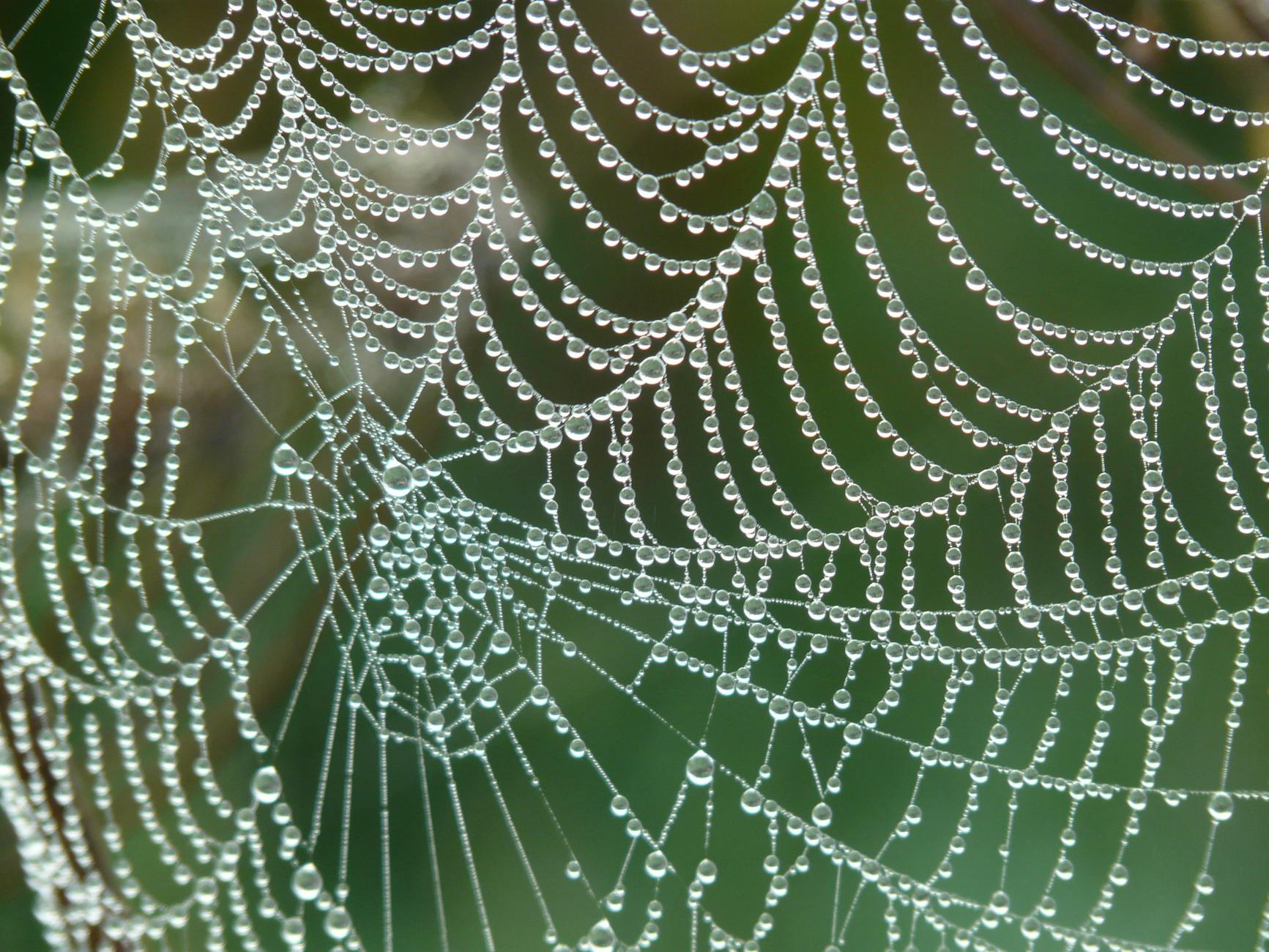 A close-up of a spider web adorned with dewdrops, creating a sparkling effect against a blurred green background.