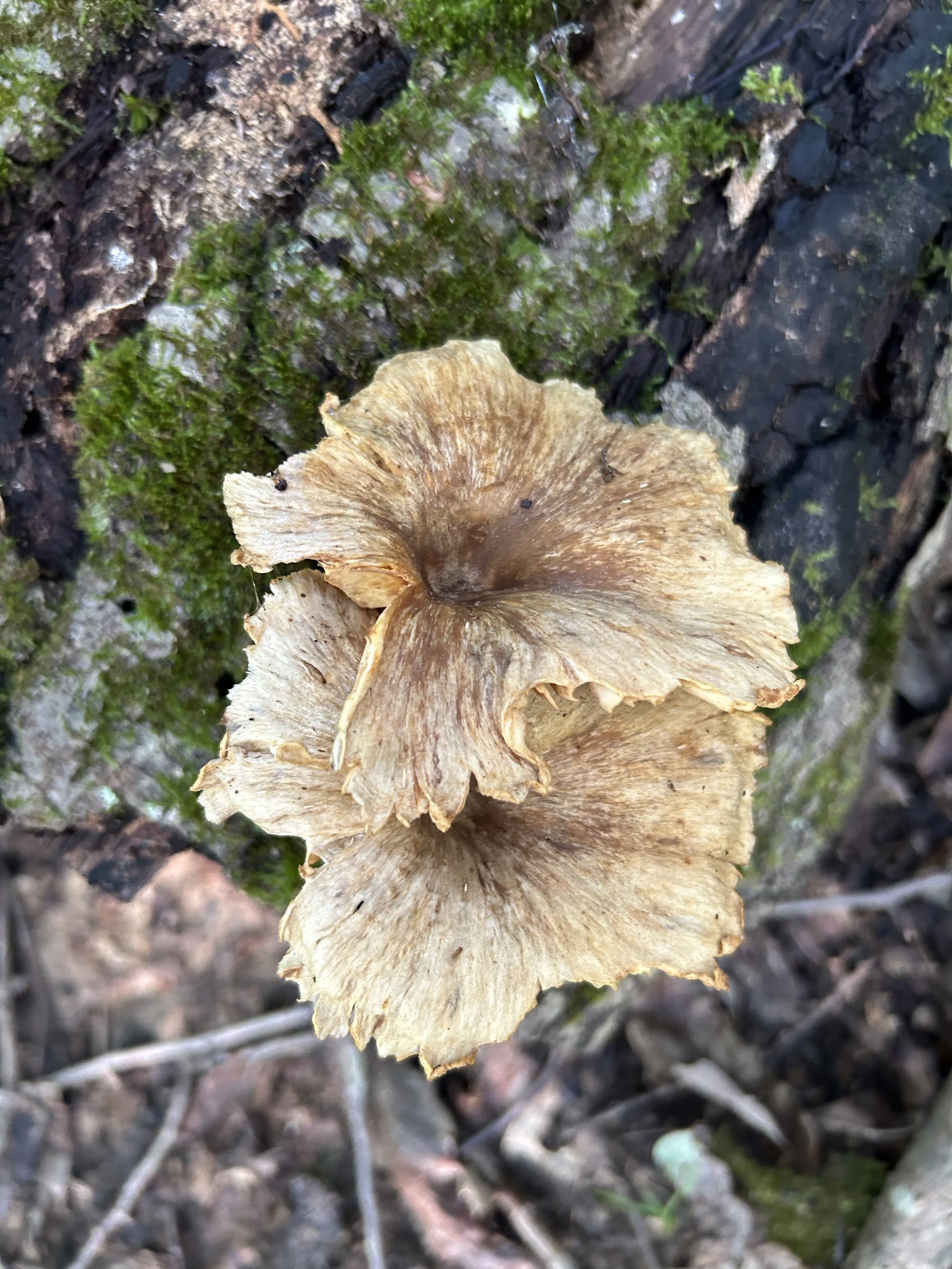 A close-up image of a brownish mushroom growing on a tree trunk, highlighting its textured surface and natural surroundings.