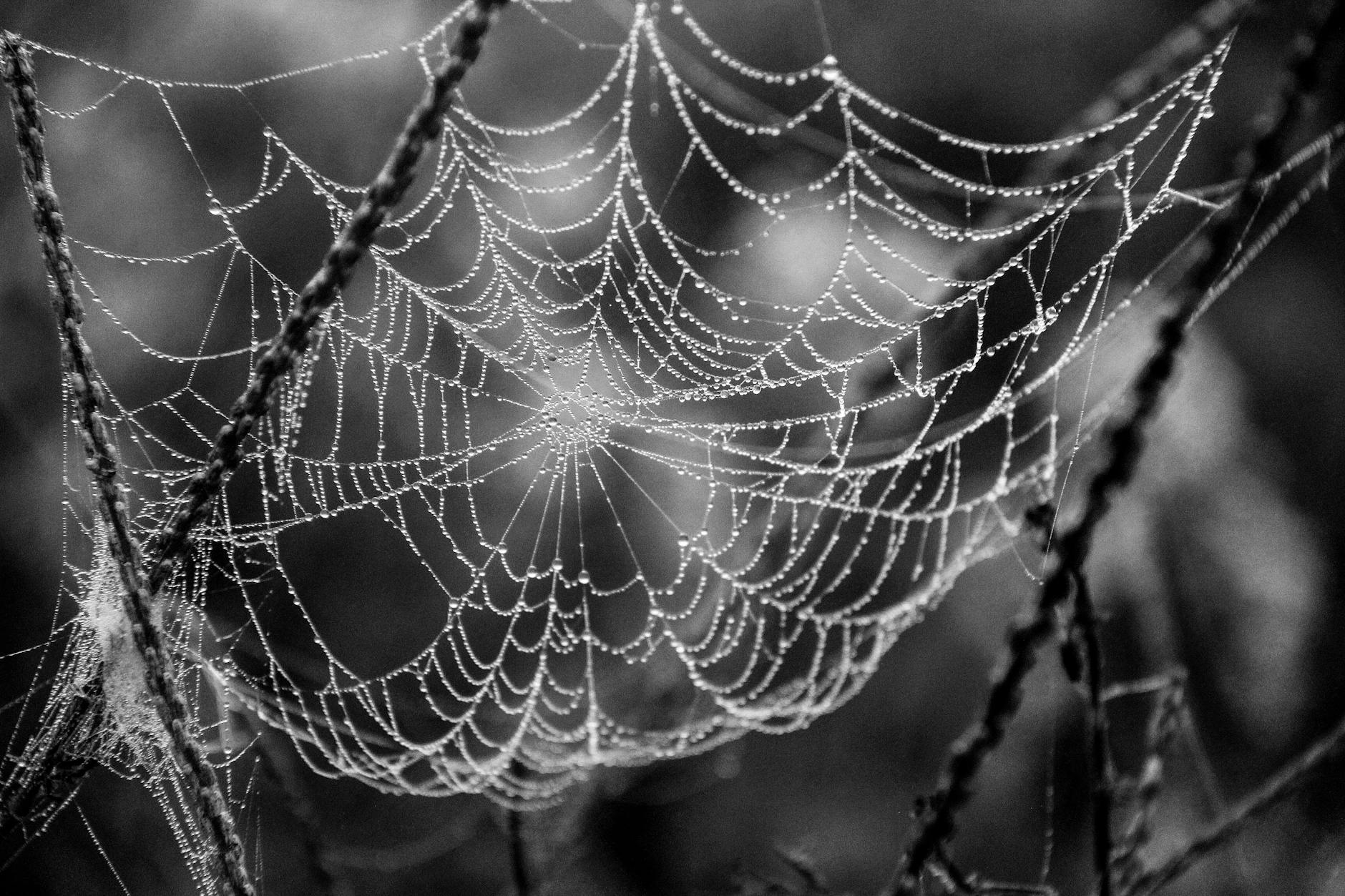 A close-up view of a beautifully intricate spider web adorned with dew droplets, creating a delicate display of nature's artistry in black and white.