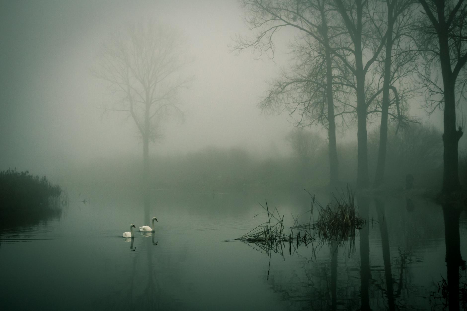 A serene landscape shrouded in fog, featuring two swans gliding on a calm body of water, with bare trees reflecting in the misty surroundings.