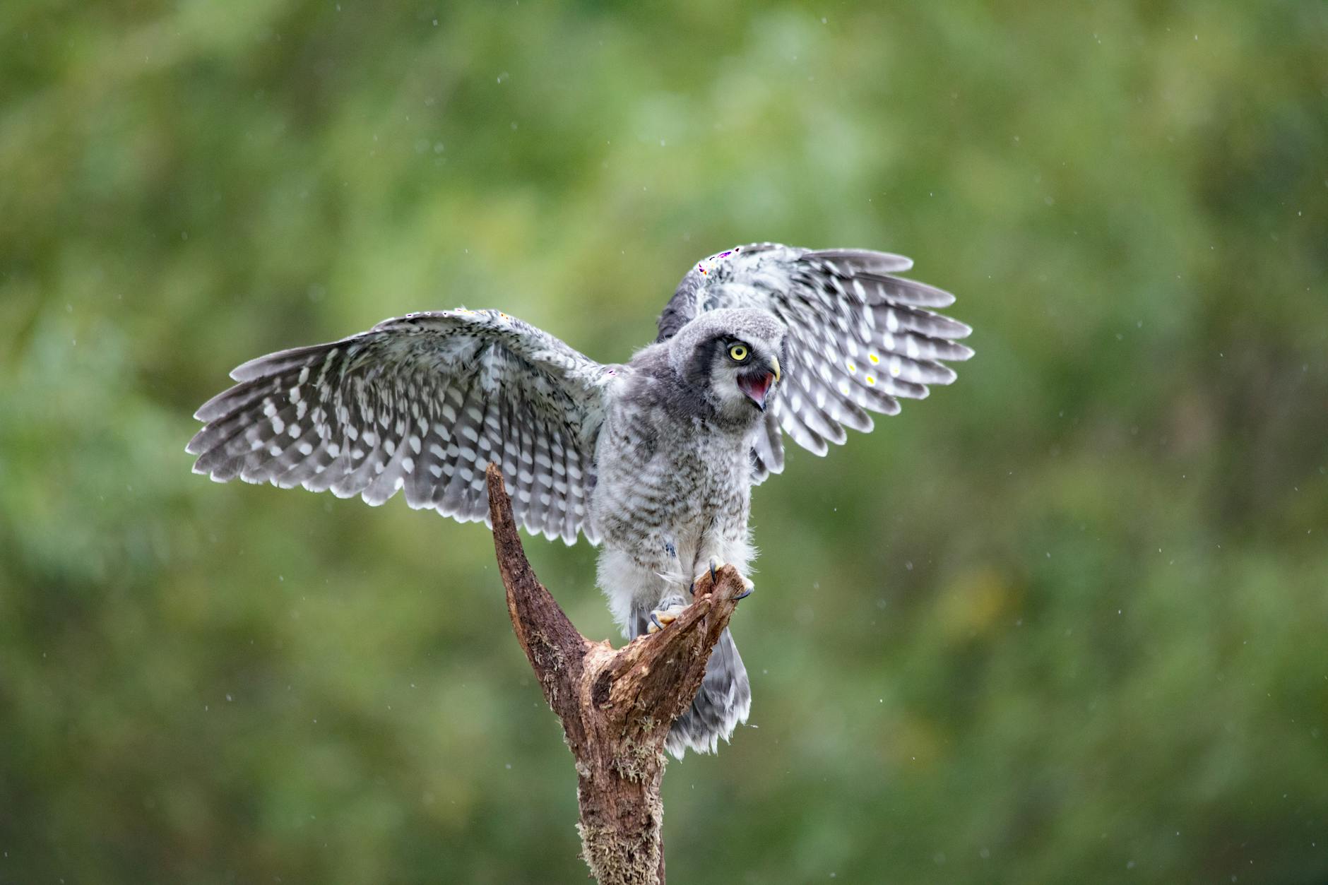 A grey and white owl perched on a branch with wings partially spread, showcasing its feathers and an alert expression against a green blurry background.