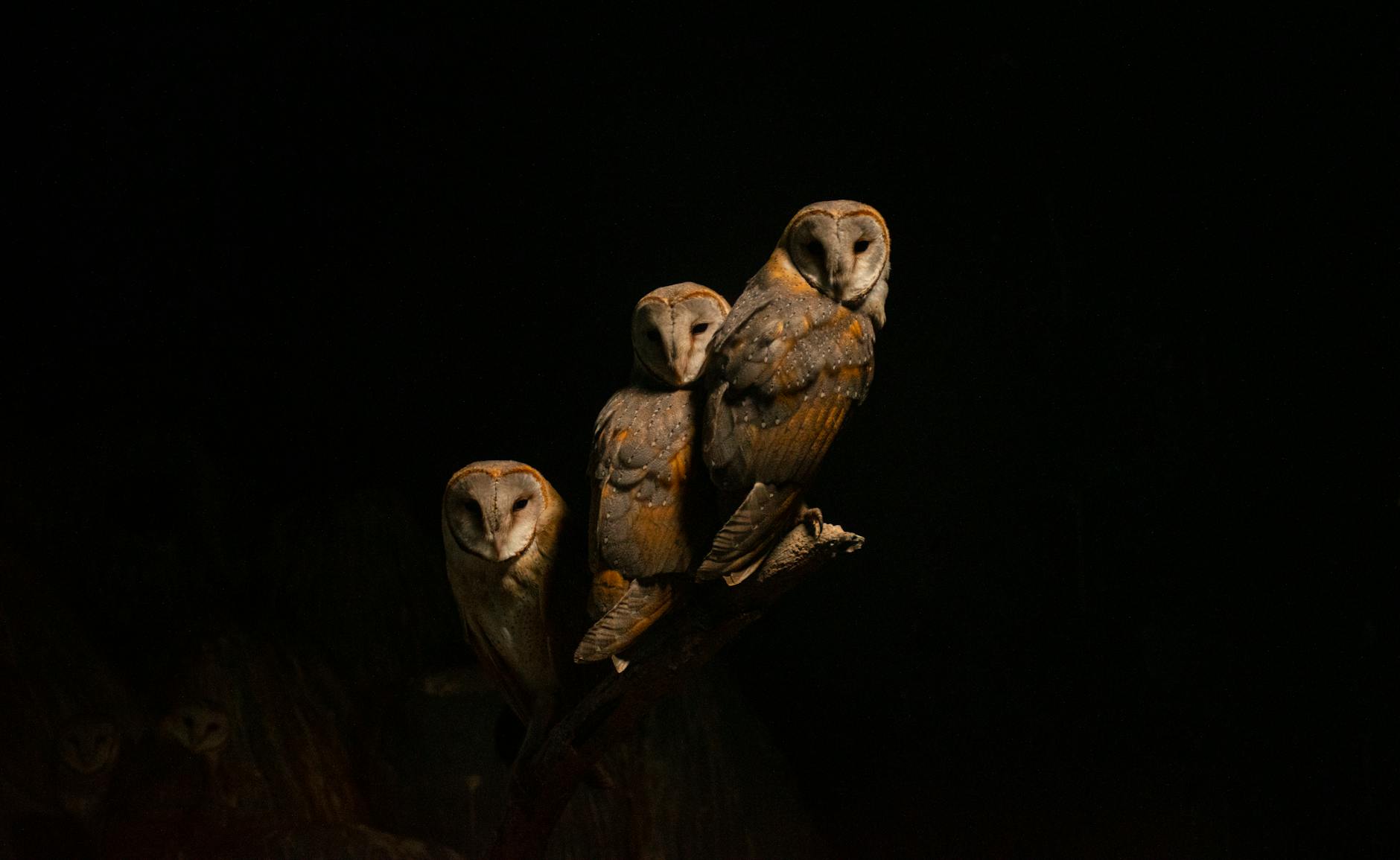 Three barn owls perched on a branch in low light, showcasing their distinctive features against a dark background.